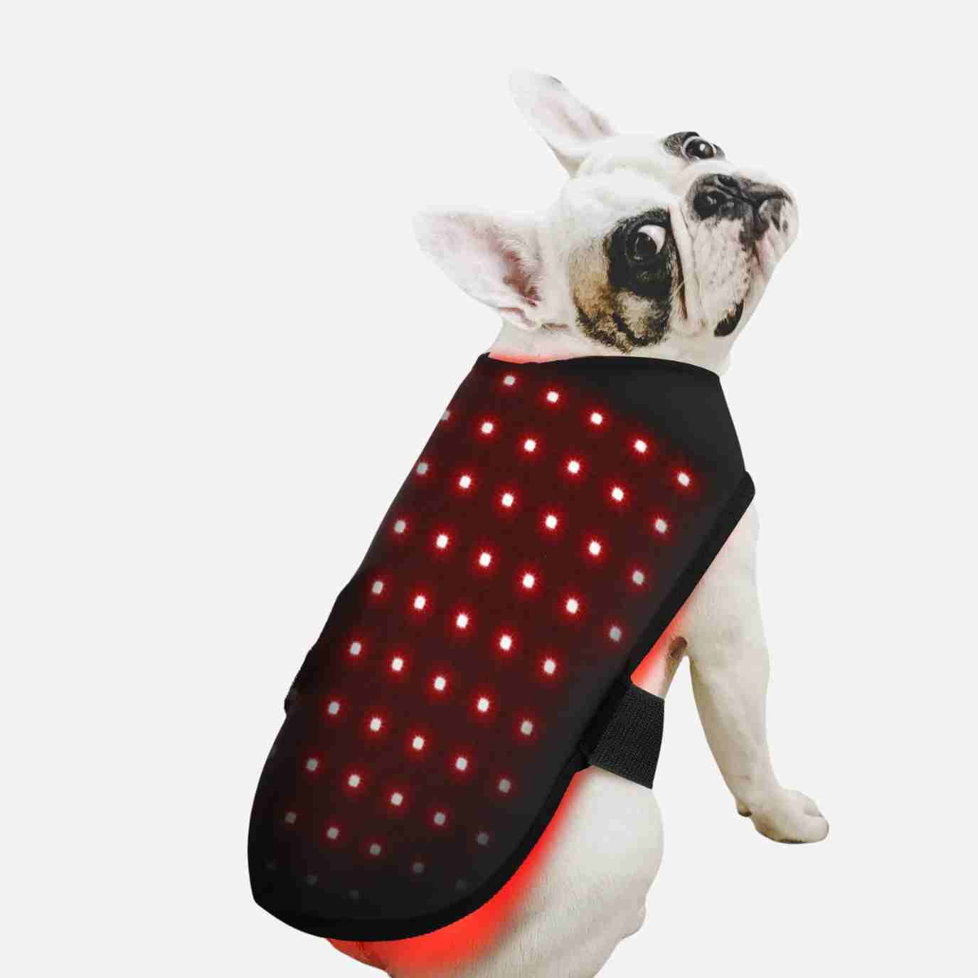 Red Light Infrared Therapeutic Device for Cats , Dogs  Back and Abdomen Care 660nm 74 Pcs
